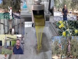 Bah�eden sofralara zeytinya�� yolculu�u ba�lad�